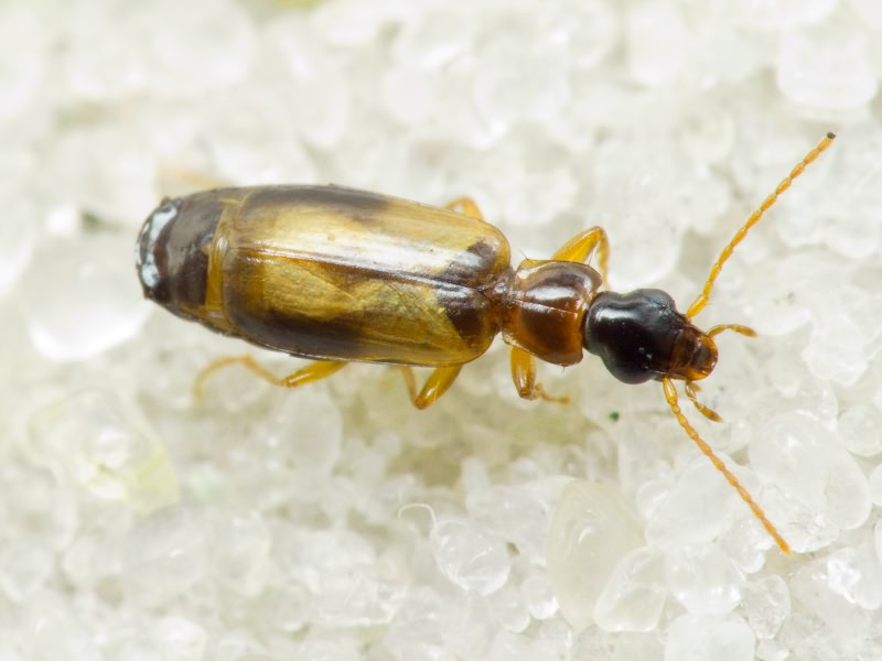 Philorhizus melanocephalus (Dejean, 1825)